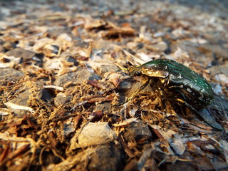 シロテンハナムグリ japanese beetle