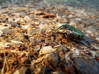 シロテンハナムグリ japanese beetle