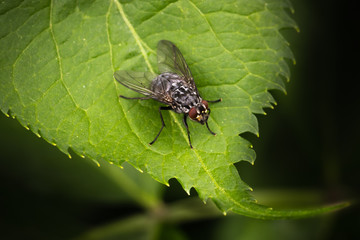 Fly sitting on a leaf