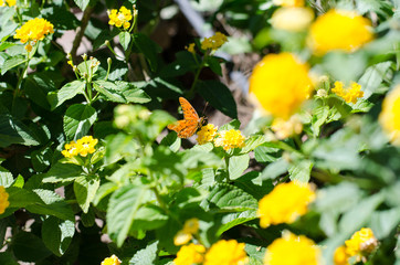 mariposa