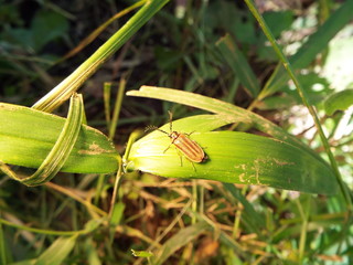 クシヒゲジョウカイ beetle
