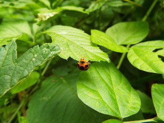 トホシテントウ ladybug