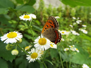 ベニシジミ orange butterfly