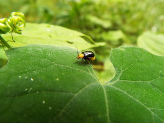 クロウリハムシ leafbeetle