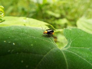 クロウリハムシ leafbeetle