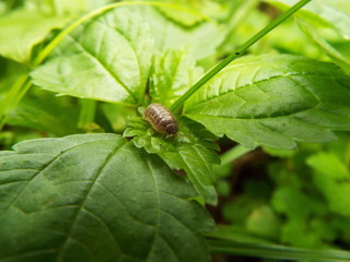 Fototapeta premium ダンゴムシ wood louse
