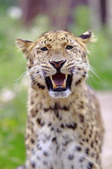 amur leopard