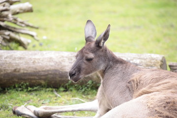 kangaroo at rest