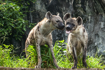 Hyena 2 stood  in the forest in love.	