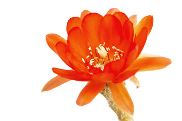 Orange cactus flowers on a white background.