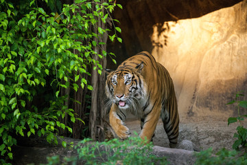 Fototapeta na wymiar Angry tiger,Sumatran tiger (Panthera tigris sumatrae) beautiful animal and his portrait