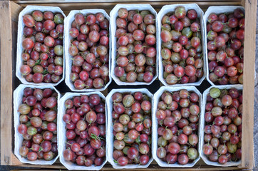 Gooseberry for selling on the market