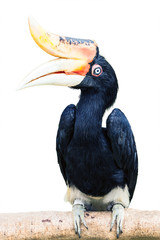 Hornbills isolated on white background.