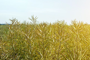 Obraz premium ripening harvest of high-yielding rape against a clear sunny sky