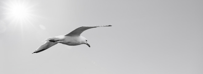 Möwe © by-studio