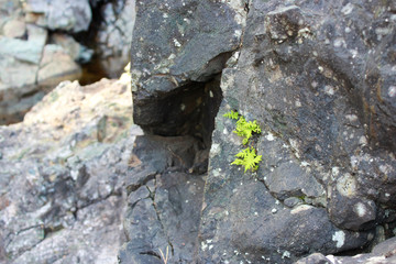 wild forest in the reserve, overgrown with thickets of ferns. overgrown with moss, a fallen tree with protruding roots. concept of life and perseverance
