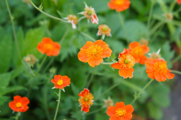 Geum coccineum borisii or dwarf orange avens red flower with green background