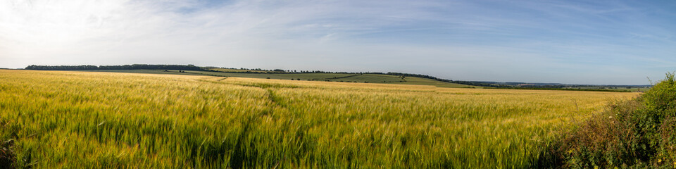 Fototapeta premium Rural Field Panorama