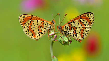 Melitaea didyma 20