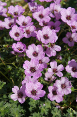 Geranium cinereum or ashy cranesbill pale pink flowers