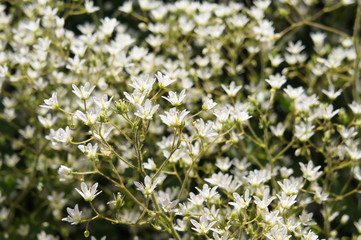 Saxifraga rotundifolia or round-leaved saxifrage many white flowers with green