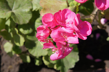 Pelargonium zonale or geranium savannah blue red flowers 