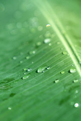 Closeup selective soft focus rain drop on green banana leaf surface, rain droplets