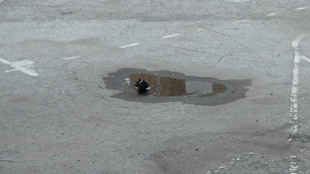the crow cleans the feathers in the puddle formed after the rain