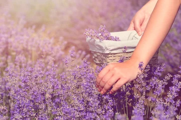 Crédence de cuisine en verre imprimé Lavande Gathering fresh lavender in a wicker basket. Beautiful girl gather fresh lavender in lavender field. Sun, sun haze, glare. Purple tinting.