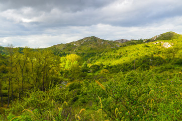 monte