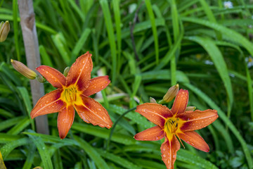 lily flowers grow in a country house garden