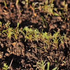 Dill In the garden