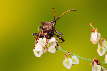 Shieldbug on flower