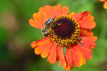Biene sammelt Pollen auf Sonnenhut