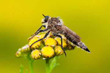 Robber fly on flower