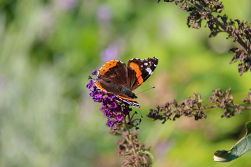 butterlfy called admiral on german