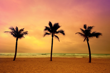 Obraz na płótnie Canvas silhouette of coconut palm trees on sand beach at twilight