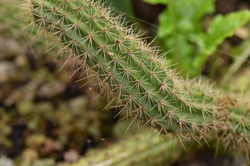 cacto