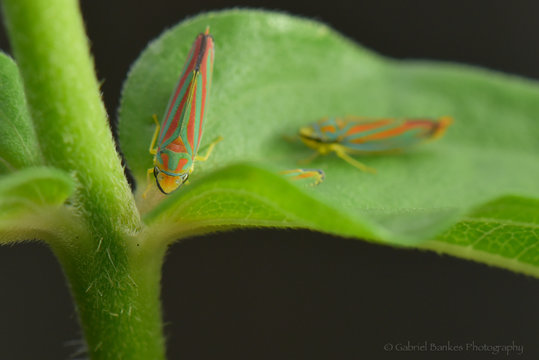 Leafhoppers