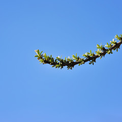 Branch of sea-buckthorn