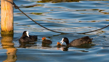 Blässhühner (Fulica atra), Elternpaar mit zwei Küken, Alttier schnappt nach Jungtier, Steinhuder...