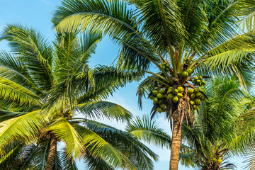 Fototapeta na wymiar Beautiful Sweet coconut palm trees farm against blue sky in Tropical island Thailand. fresh coconut on trees