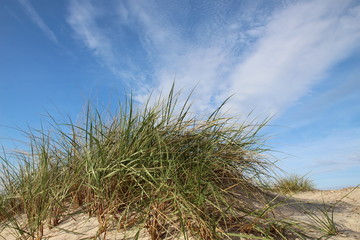 Fototapeta premium Dünen