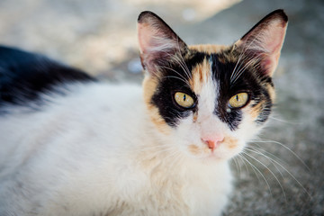 Portrait of a homeless cat