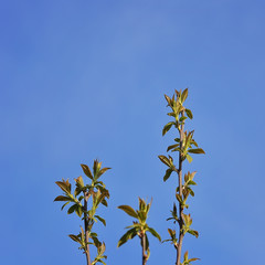 Bird-cherry tree branch