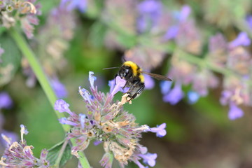 Hummel in Katzenminze