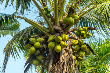 Beautiful Sweet coconut palm trees farm against blue sky in Tropical island Thailand. fresh coconut on trees