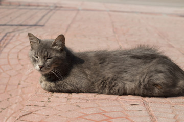 Fototapeta premium Stray cat