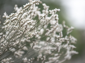 A little beautiful white flowers.