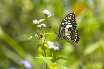 The Lime Butterfly perching on flower
